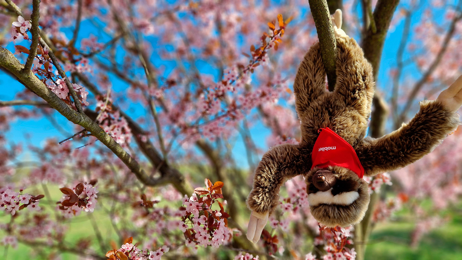 Mamy do rozdania 10 takich pięknych maskotek. Oto nasz Lenny, bohater Mobiletu i ambasador Świętego Spokoju.