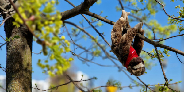 Konkurs Mobilet: Leniwiec Lenny szuka właścicieli. Pluszaki do zdobycia!