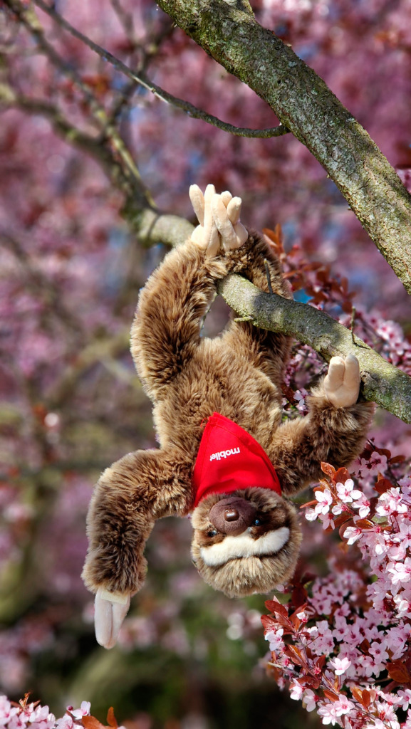 Leniwiec Lenny, bohater Mobiletu, ambasador Świętego Spokoju - do wygrania w konkursie Leniwa Majówka.