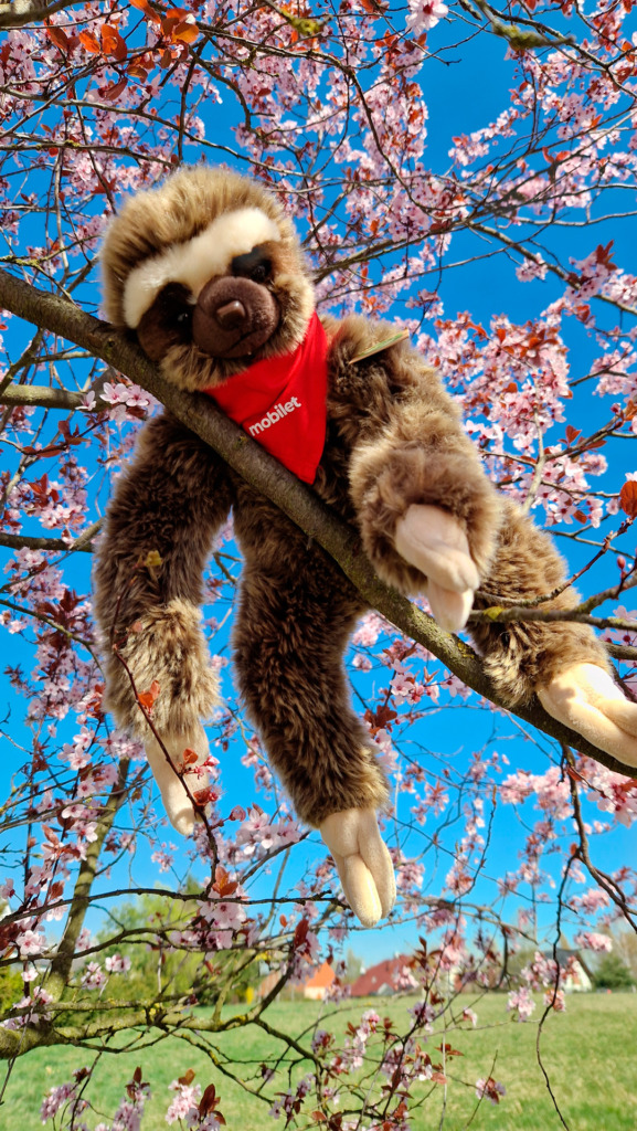 Pluszowy leniwiec lenny odpoczywa na drzewie czekając na nowego właściciela.